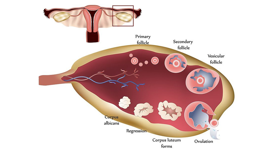 fertility vs ovulation