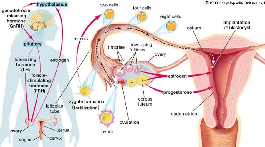 hypothalamic dysfunction