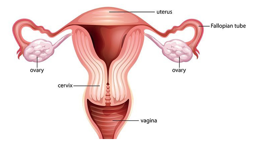 female reproductive health
